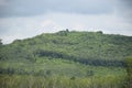 The density of trees on the mountains