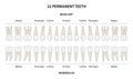 Permanent teeth. Labeled diagrame.