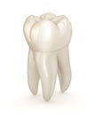Dental anatomy - First maxillary molar tooth. Medically accurate dental illustration