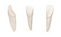 Dental anatomy - mandibular central incisor tooth. Medically accurate dental illustration