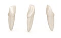 Dental anatomy - mandibular central incisor tooth. Medically accurate dental illustration