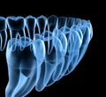 Dental Anatomy of mandibular human gum and teeth, x-ray view. Medically accurate tooth illustration Royalty Free Stock Photo