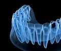 Dental Anatomy of mandibular human gum and teeth, x-ray view. Medically accurate tooth 3D illustration Royalty Free Stock Photo