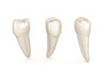 Dental anatomy - mandibular premolar tooth. Medically accurate dental illustration