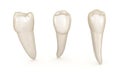 Dental anatomy - mandibular premolar tooth. Medically accurate dental illustration