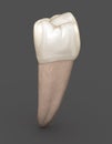 Dental anatomy - Mandibular Second premolar tooth. Medically accurate dental illustration