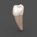 Dental anatomy - Mandibular Second premolar tooth. Medically accurate dental 3D illustration