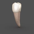 Dental anatomy - Mandibular Second premolar tooth. Medically accurate dental 3D illustration