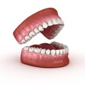 Dental anatomy - Opened Dentures. Medically accurate dental 3D illustration Royalty Free Stock Photo