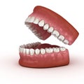 Dental anatomy - Opened Dentures. Medically accurate dental 3D illustration Royalty Free Stock Photo