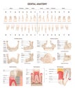 Dental anatomy set. Oral cavity structure, types and location of adult human