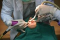 Dental care check up, Dentist examining and doing teeth treatment in dental clinic.