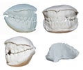 Dental cast Royalty Free Stock Photo