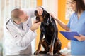 Dental checkup of Great Done dog in vet infirmary Royalty Free Stock Photo