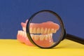 Dental clinic theme, dental study. Magnifying glass in front of artificial teeth on a blue background.Tooth prosthetics concept. Royalty Free Stock Photo