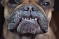 Dental condition with overbite and missing teeth of a flat nosed French Bulldog dog