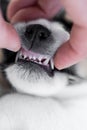 Dental control - puppy 5,5 weeks old - correct scissor bite of a small young Jack Russell Terrier doggy