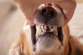 Dental disease in an old red dog