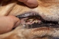 Dental disease in an old red dog