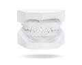 Dental gypsum model of teeth isolated on white background. Template of teeth made from plaster. Clipping paths object