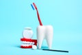 Dental health and teethcare concept. Dental mirror, human jaw model and dental floss near white tooth model with toothbrush on Royalty Free Stock Photo