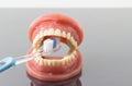 Dental hygiene and cleanliness concept Royalty Free Stock Photo