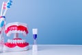 Dental hygiene tools with toothbrush, model dentures, and timer on blue background Royalty Free Stock Photo