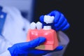 Dental implant in the hands of real doctor - model of teeth. Royalty Free Stock Photo