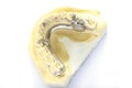 Dental impression model with laboratory metal framework Royalty Free Stock Photo