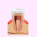 Dental infographic. The structure inside and the tooth diagram and chart illustration vector Royalty Free Stock Photo