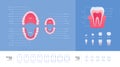 Dental jaw and tooth anatomy chart. Vector biomedical illustration. Color infographic set. Eruption dates. Primary and permanent
