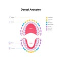 Dental jaw and tooth anatomy chart. Vector biomedical illustration. Human teeth color scheme with text isolated on white. Incisor Royalty Free Stock Photo