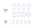 Dental jaw and tooth anatomy chart. Vector biomedical illustration. Permanent and primary teeth scheme with eruption dates and