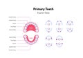 Dental jaw and tooth anatomy chart. Vector biomedical illustration. Primary teeth eruption dates with month number isolated on