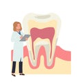 Dental medical , teeth check up concept. female Dentist with a big anatomy of tooth. check up structure . Flat vector cartoon