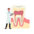 Dental medical , teeth check up concept. male Dentist with a big anatomy of tooth. check up structure . Flat vector cartoon Royalty Free Stock Photo
