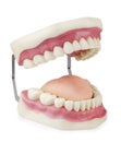 Dental model Royalty Free Stock Photo