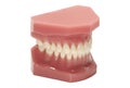 Dental Model Royalty Free Stock Photo