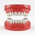 Dental model displaying teeth alignment Royalty Free Stock Photo