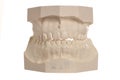 Dental model of human teeth on white Royalty Free Stock Photo