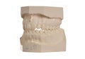 Dental model of human teeth on white