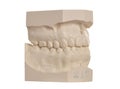 Dental model of human teeth on white