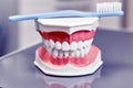 Dental model of human teeth with a blue toothbrush placed on top, displayed on a reflective surface in a clinical dental Royalty Free Stock Photo
