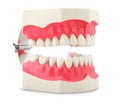 Dental model of teeth Royalty Free Stock Photo