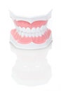 Dental Model of Teeth Royalty Free Stock Photo