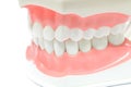 Dental Model of Teeth.