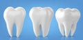 Dental model of a tooth, illustration as a concept of dental examination of teeth.