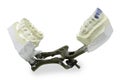 Dental Molds of Human Teeth isolated on white Royalty Free Stock Photo