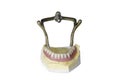 Dental Molds of Human Teeth isolated on white Royalty Free Stock Photo