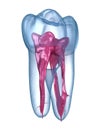 Dental root anatomy - First maxillary molar tooth. Medically accurate dental illustration